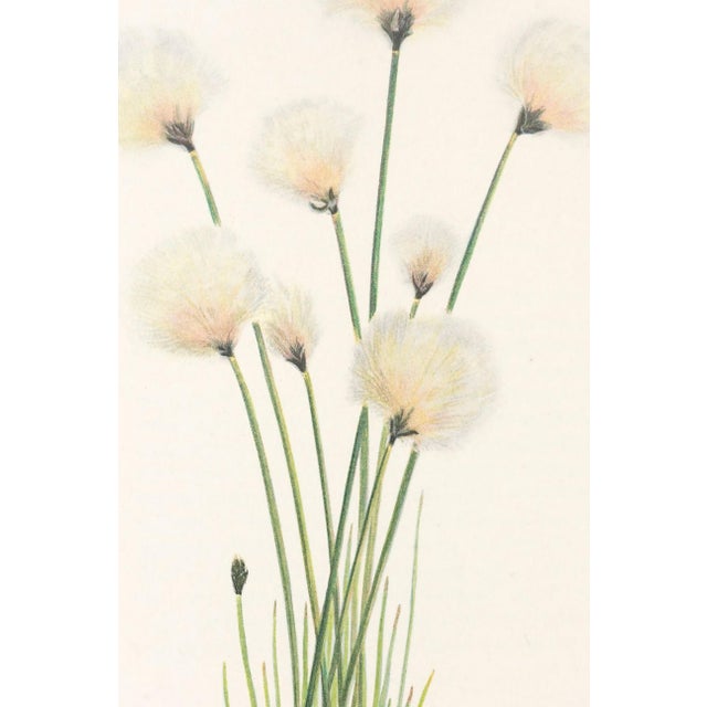 Hare's-Tail Cottongrass, Vintage Botanical Art Print by Mary Vaux Walcott, 16" X 24" For Sale In Buffalo - Image 6 of 10