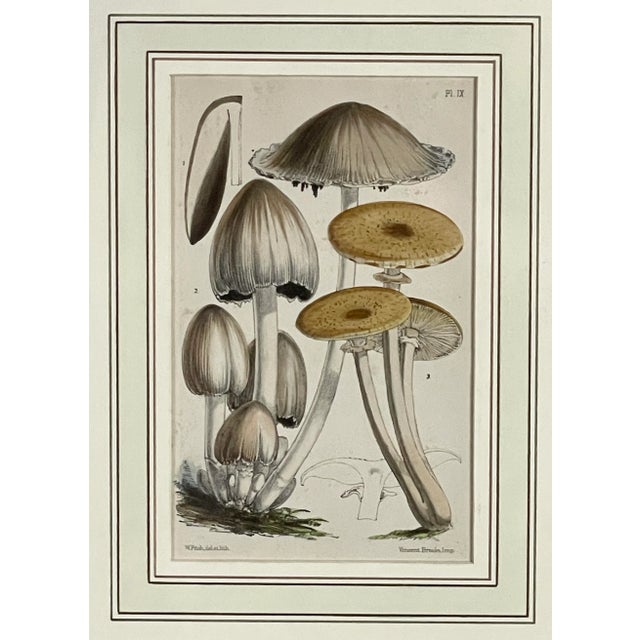 Mid 19th Century Mid 19th Century Hand Painted Mushroom Study Lithographs After Walter Fitch, Framed - a Pair For Sale - Image 5 of 10
