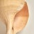 Large Syrinx Aranus Shell Specimen For Sale - Image 9 of 10