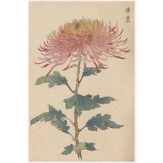 Japanese Spider Mum by Hasegawa, Vintage Botanical Art Print, 36" X 54" For Sale