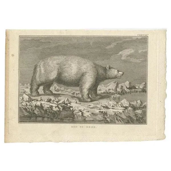 Antique animal print titled 'Een Ys-Beer'. Old print depicting a Polar Bear. Originates from 'Reizen Rondom de Waereld...