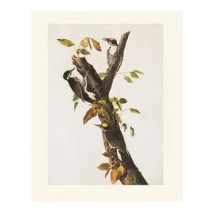 1966 Vintage Cottage Print "Three-Toed Woodpecker" After John James Audubon