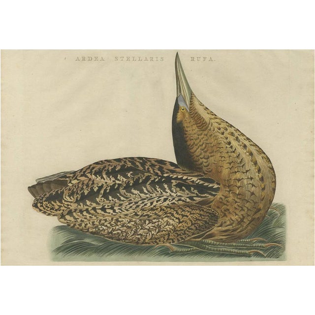 Sepp & Nozeman, Great Bittern, 1809, Paper For Sale - Image 8 of 8
