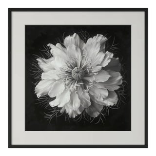20" X 20" - 'Nigella Damascena Flower' - Black and White Botanical Photography Print For Sale