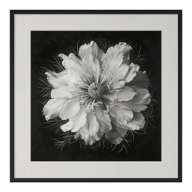 20" X 20" - 'Nigella Damascena Flower' - Black and White Botanical Photography Print For Sale