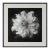 20" X 20" - 'Nigella Damascena Flower' - Black and White Botanical Photography Print For Sale