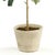 Realism Olive Tree With Fruit In Pot 19.5" For Sale - Image 3 of 4