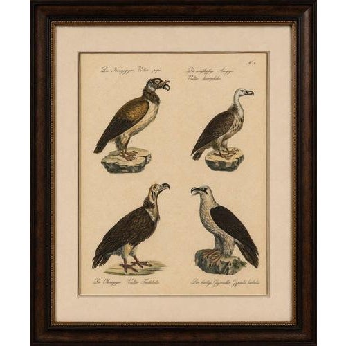 Antique Vultures & Birds of Prey Lithograph by Brodtmann, 1816 This striking early 19th-century hand-colored lithograph by...