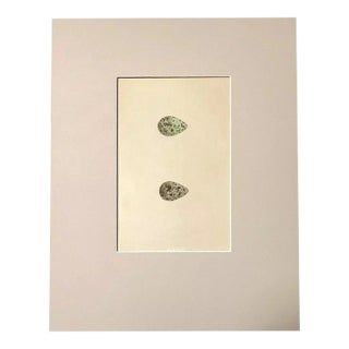 Antique Egg Print, Rev. F O Morris's Natural History, 1867, Common & Jack Snipe For Sale