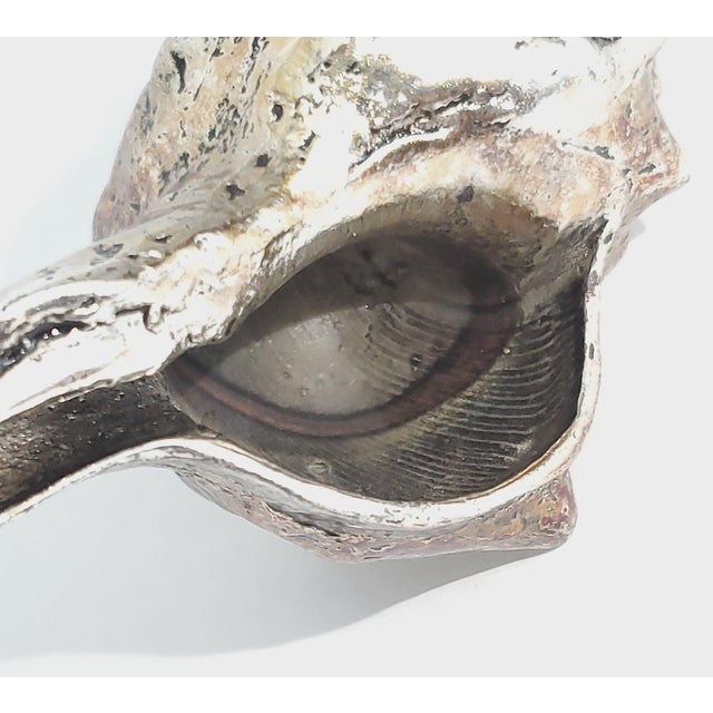 Silver Real Shell Seashell Silver Alloy Dipped For Sale - Image 8 of 8