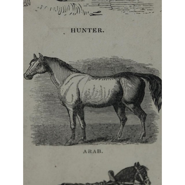 Webb & Millington, The Panorama of Horses, 1850, Engraving For Sale - Image 13 of 18
