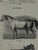 Webb & Millington, The Panorama of Horses, 1850, Engraving For Sale - Image 13 of 18