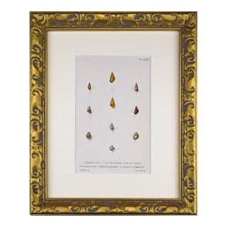 19th Century Antique Hand Colored English Shell Print by John Jeffreys 1869 For Sale