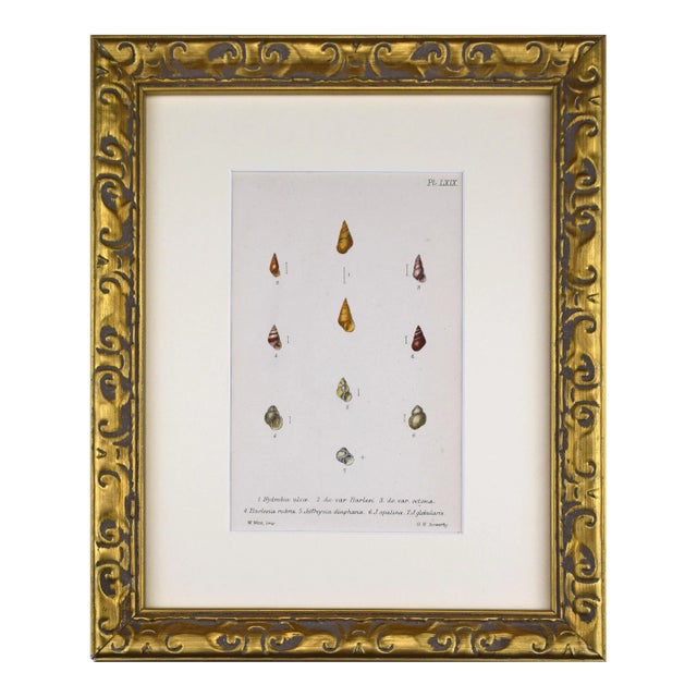 19th Century Antique Hand Colored English Shell Print by John Jeffreys 1869 For Sale
