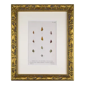 19th Century Antique Hand Colored English Shell Print by John Jeffreys 1869