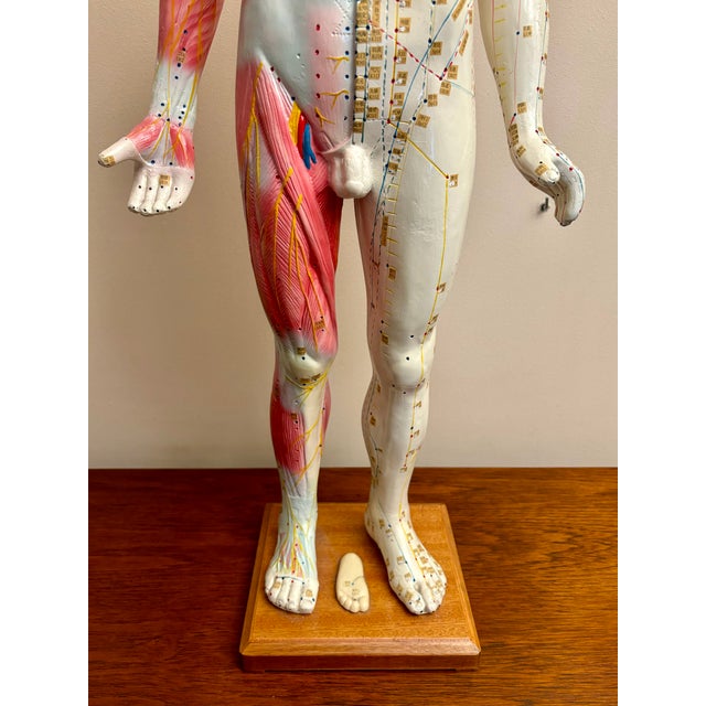 Anatomy of Man Acupuncture Detachable Arms, 1965 For Sale - Image 7 of 18