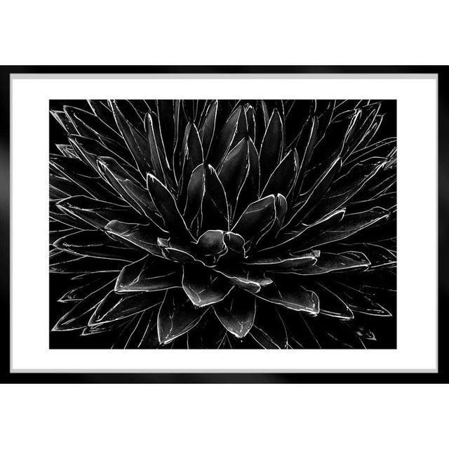 Ian Sanderson, Cactus, 1989, Archival Pigment Print For Sale - Image 4 of 5