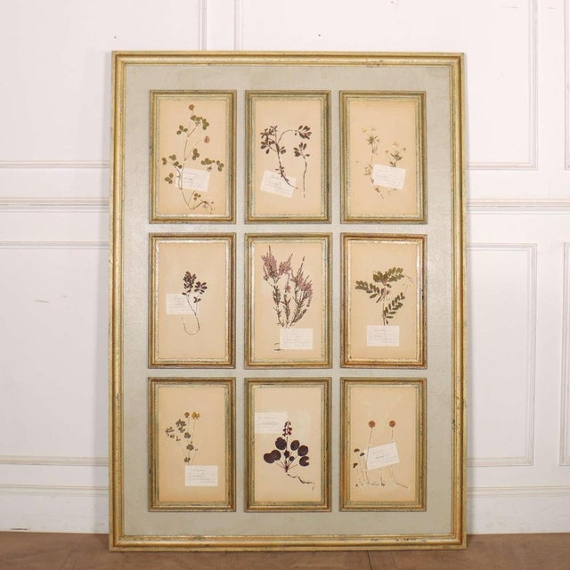 Beige Large Herbarium Wall Panel, 1890s For Sale - Image 8 of 8