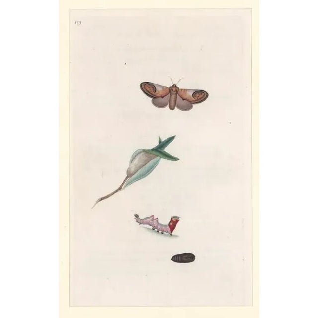 Early 19th century antique butterfly or moth hand colored engraving. Matted with text page.