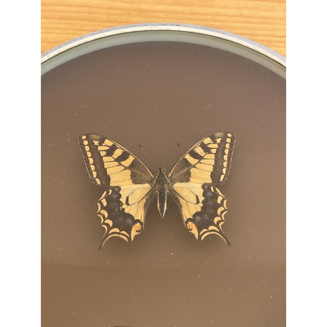 Vintage Butterfly Specimen in Convex Glass Frame For Sale - Image 4 of 4