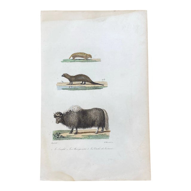 French Antique 18th Century "Le Souslik" Animal Engraving Hand Colored Signed Artwork For Sale