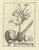 Fruits of the Theban Palm, 1776, Paper For Sale - Image 6 of 10