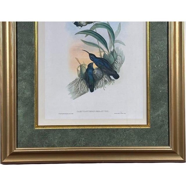 Antique John Gould 1850s Hand Colored Hummingbird Lithograph Campylopterus Delattrei Custom Framed For Sale - Image 4 of 14
