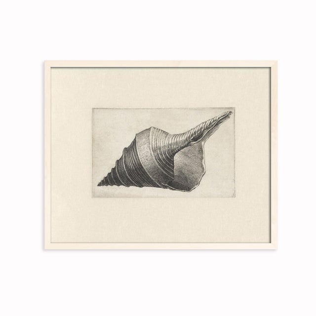 Not Yet Made - Made To Order Antique Sea Shell Set of 6 - 11" X 14" Reproduction For Sale - Image 5 of 12