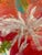 2020s Soicher Marin Red Blooms Canvas For Sale - Image 5 of 5