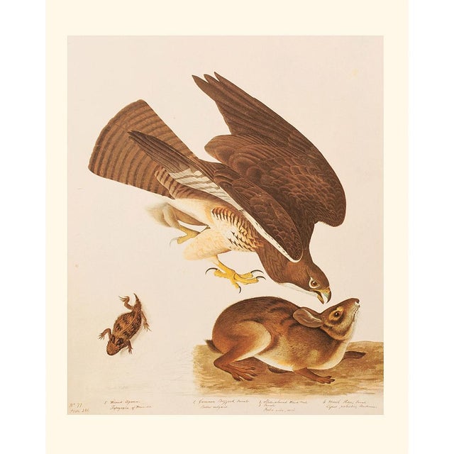 Coffee 1966 Vintage Cottage Print "Swaison's Hawk, Marsh Hare & Horned Agarma" After John James Audubon For Sale - Image 8 of 8