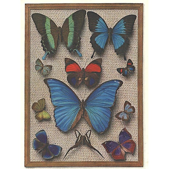 This is a pair of 1934 vintage French Art Deco prints that feature collections of butterflies. These prints appeared in an...
