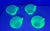 Early 20th Century Uranium Glass 4 Transparent Green Tea Cups With Gold Rim For Sale - Image 6 of 16