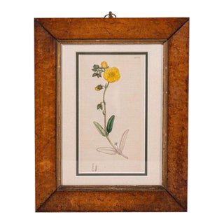 Antique Hand Colored Yellow Botanical Engraving (C. 1810) Double Matted in Antique Birds Eye Maple Frame For Sale