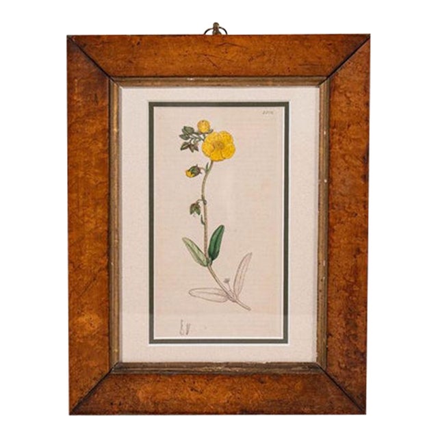 Antique Hand Colored Yellow Botanical Engraving (C. 1810) Double Matted in Antique Birds Eye Maple Frame For Sale