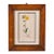 Antique Hand Colored Yellow Botanical Engraving (C. 1810) Double Matted in Antique Birds Eye Maple Frame For Sale