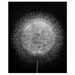 Radiolarian Collozoum Serpentinum' Unframed Archival Pigment Print For Sale