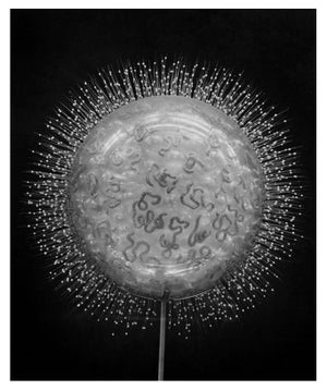Radiolarian Collozoum Serpentinum' Unframed Archival Pigment Print