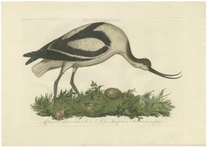 Sepp & Nozeman, The Pied Avocet, 1770, Print