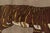 Vintage Tiger Pictorial Gabbeh Wool Rug by Rug & Kilim, Afghanistan, 1950-1959 For Sale In New York - Image 6 of 9