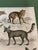 Early 19th Century 1835 Thomas Brown Hand-Colored Canid Engraving | Archivally Matted 12x16 For Sale - Image 5 of 9