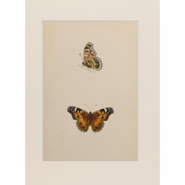 Realism 19th Century Antique Morris Butterfly Print Hand Colored Lithograph 1853 For Sale - Image 3 of 4