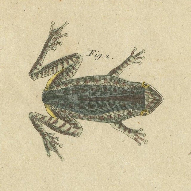 Beige Bertuch, Five Frogs Including a Striped Frog, 1815, Print For Sale - Image 8 of 12