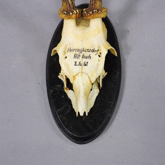 Wood Set of Six Black Forest Roe Deer Trophies on Wooden Plaques - Germany For Sale - Image 7 of 8