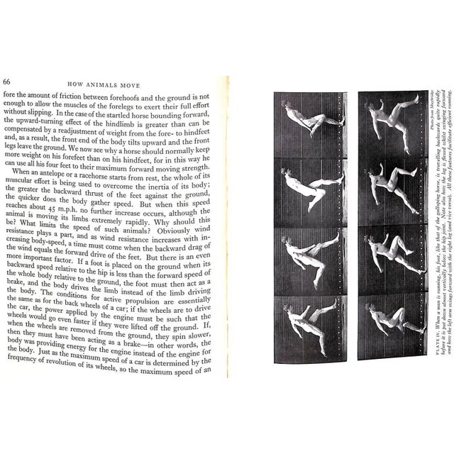 "How Animals Move: The Royal Institution Christmas Lectures 1951" 1953 Gray, James For Sale - Image 11 of 11