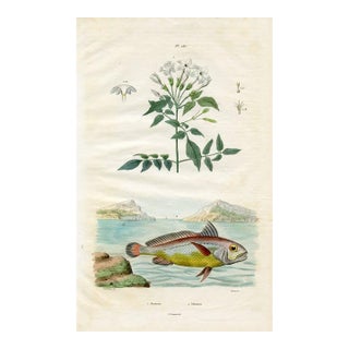 Jasmine and Fish, Antique Natural History Print, 1830s, France, Original Hand Colored Engraving For Sale