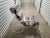 Schumacher MCM - Walter Lamb Style Outdoor Steel Lounge Chair For Sale - Image 4 of 11