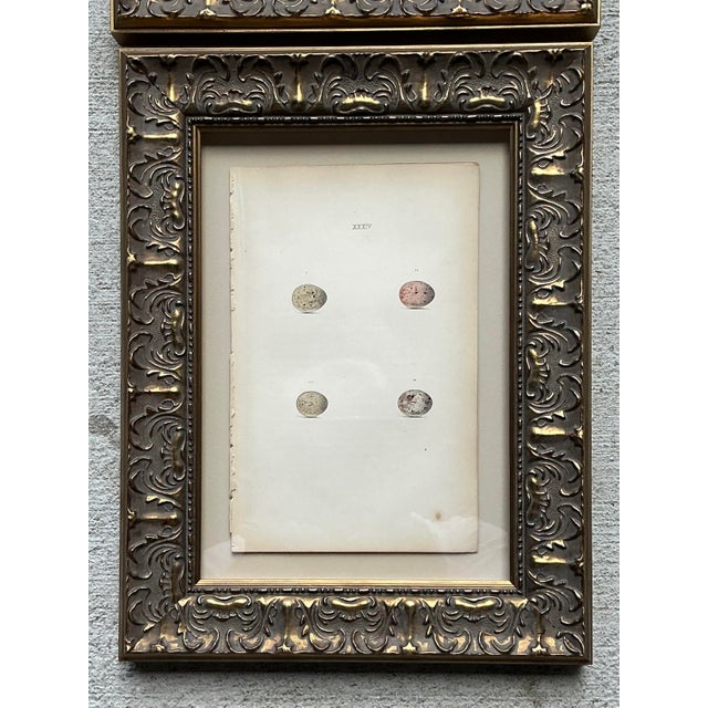 Vintage Book Prints of Eggs - Set of 3 For Sale In West Palm - Image 6 of 12