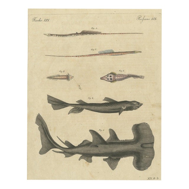 Bertuch, Hammerhead Shark with Pipefish and Sea Moths, 1820, Print For Sale