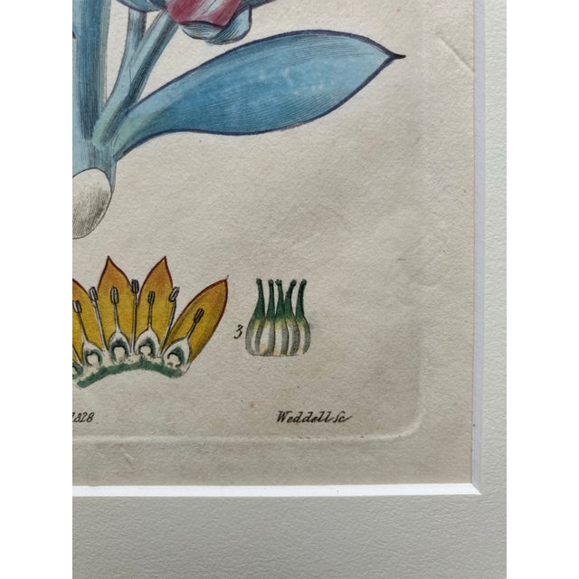 19th.century Robert Sweet Botanical Print With Flower Description Page Attached to Back. It Is an Hand Colored Engraving. For Sale - Image 9 of 9