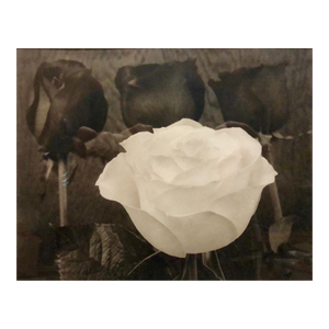 Tom Ferguson, Dramatic White and Black Roses Platinum Palladium Print Photograph, 1996